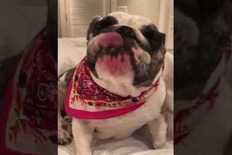 Bulldog Licks Lips #shorts