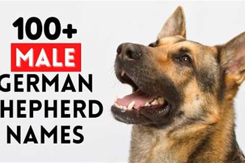 Top 100+ Unique Male German Shepherd Names