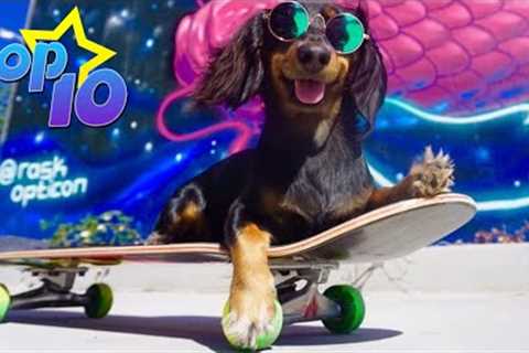 TOP 10 Skateboarding Dogs