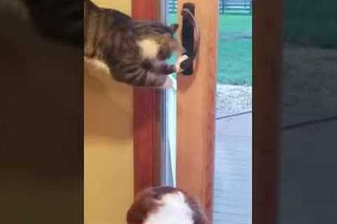 Cat Opens Door For Dog #shorts