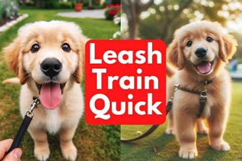 How To Leash Train Your Dog FAST