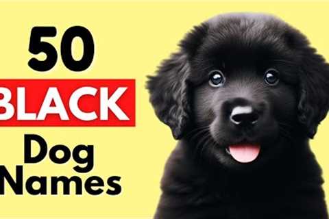 The Best Unique Black Dog Names (With Meanings)