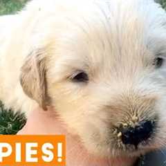 Cutest Puppies Playing Around 2018 | Funny Pet Videos