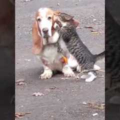 Cat CAN'T stop LICKING dogs ear #shorts