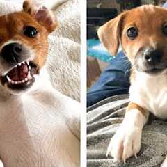 😍 These Adorable Cute Jack Russell Puppies Make You Enjoy After Tired Day | Cute Puppies