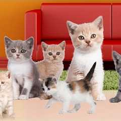 TOO MANY KITTENS 🐈 Funny and Cute Kittens 😺 Delightful Kitten Songs 🎵 New Songs About Cats & Kittens