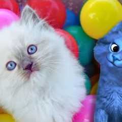 Funny Cats vs Ball Pits | Blucat Reacts