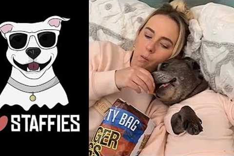 NEW Staffordshire Bull Terrier Video Compilation (CUTE & FUNNY MOMENTS) | STAFFY LOVE 💕