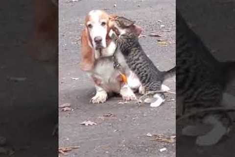 Cat CAN'T stop LICKING dogs ear #shorts