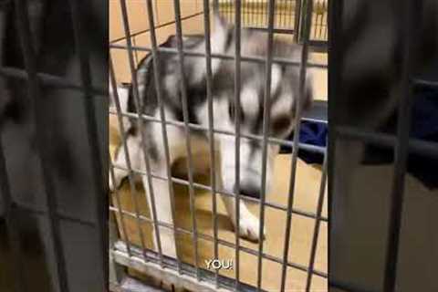 Husky At Rescue Shelter Reacts To Getting Adopted