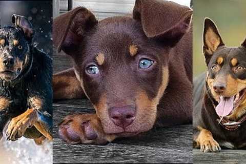 NEW Kelpie Video Compilation | Funny, Awesome & Cute Australian Cattle Dogs