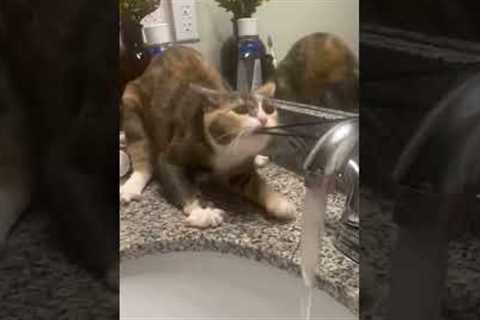 Cat is Determined to Get Hairtie Off Faucet