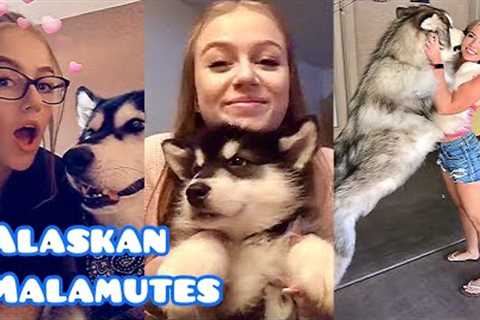 NEW Alaskan Malamute Video Compilation (Funny & Cute) | Snow Dogs / Wolf Dogs