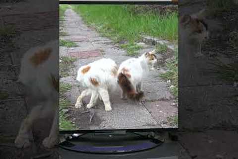 Fear of Watching TV | Pet Phobias