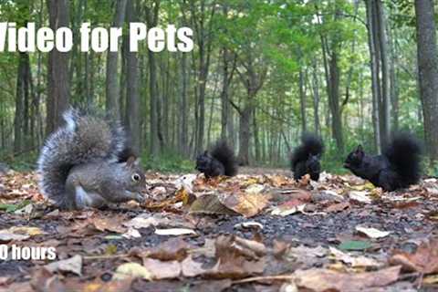 Birds, Chipmunks and a Scurry of Squirrels in the Forest - 10 Hour Cat TV for Pets - Oct 08, 2024