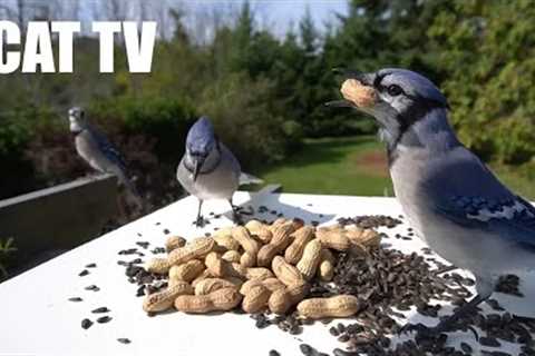 Blue Jays, Red Squirrels and Backyard Animals - 10 hour Cat TV for Pets to Watch - Oct 09, 2024