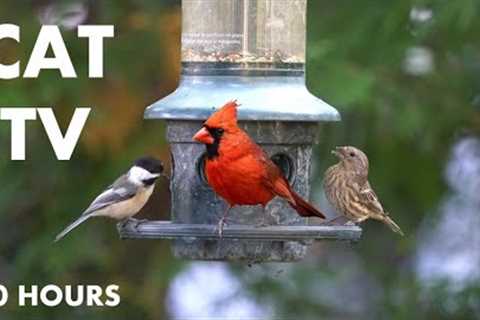 Cat TV for Cats to Watch 😺 - 10 Hours of Backyard Birds on the Hanging Feeder - Oct 02, 2024