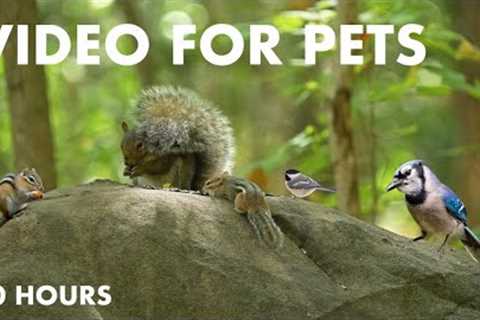 Jays, Chicks, Chipmunks, Squirrels and Forest Friends - 10 hour Cat TV for Pets - Oct 10, 2024