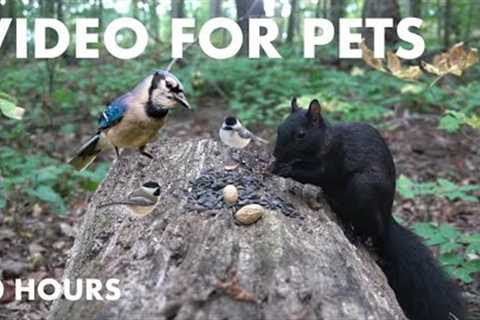 Black Squirrels, Nuthatches, Chipmunks and Forest Friends - 10 hour Cat TV for Pets - Oct 11, 2024