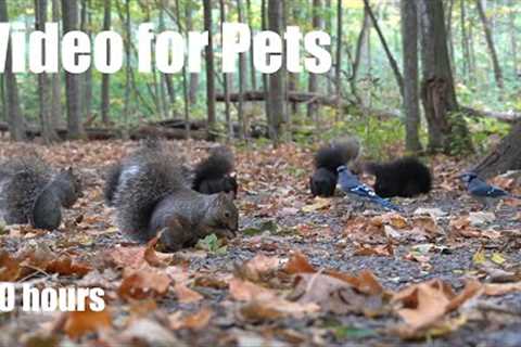 Birds, Chipmunks and a Scurry of Squirrels in the Forest - 10 Hour Cat TV for Pets - Oct 01, 2024