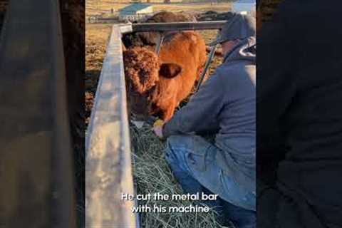 Hero Farmer Rescues Bull Stuck In Feeder