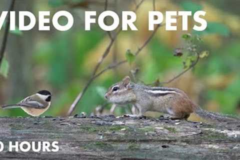 Chipmunks, Turkeys and Forest Friends in Canada - 10 Hour Cat TV for Pets to Watch - Sept 30, 2024