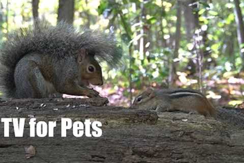 Squirrels and Chipmunks in Harmony - 10 hour Cat TV for Pets with Forest Friends - Oct 14, 2024