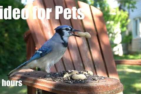 Saturday Morning Cartoons for Pets - Birds and Animals Relaxing in the Backyard - Sept 28, 2024