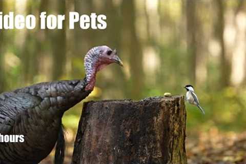 Turkeys and Forest Friends in Harmony - 10 hour Cat TV for Pets to Watch - Oct 15, 2024