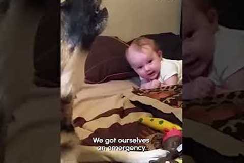 Dog and Baby Have Discussion | Pets Translated