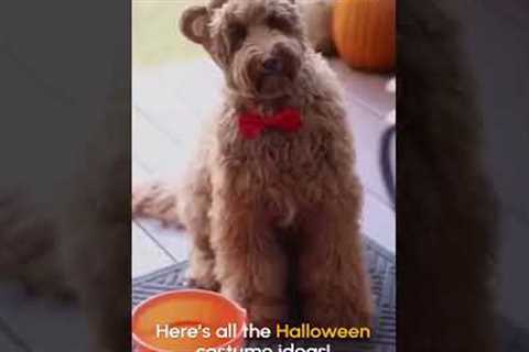 Dog Celebrates Halloween | From the Vault