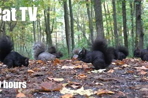 Forest Friends in the Fall - 10 Hours of Birds and Squirrels for Pets - Cat TV 😺 - Oct 18, 2024