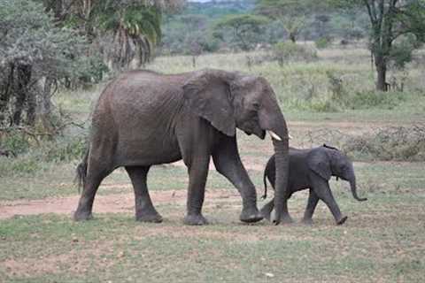 Adorable Baby Elephants 🐘 Relaxing Nature Video 🐘 Funny & Cute Baby Elephant Videos 🐘 Nature Sounds