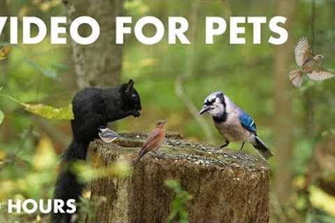 Black Squirrels and Forest Friends in the Fall - 10 hour Cat TV for Pets to watch - Oct 21, 2024