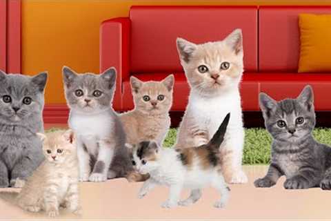 TOO MANY KITTENS 🐈 Funny and Cute Kittens 😺 Delightful Kitten Songs 🎵 New Songs About Cats & Kittens