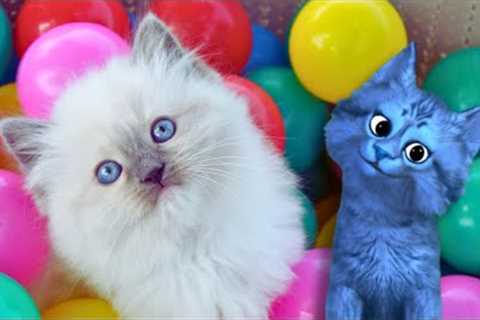 Funny Cats vs Ball Pits | Blucat Reacts