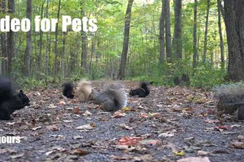 A Scurry of Squirrels in the Forest - 10 Hour Video for Pets and People to Watch - Oct 23, 2024