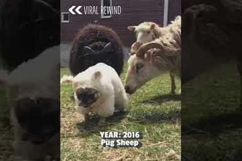 Pug Becomes Leader of Sheep | From The Vault