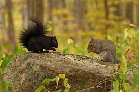 Squirrels and Forest Friends in the Fall - 10 hour Cat TV for Pets to Watch - Oct 24, 2024