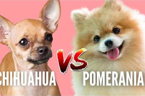 Pomeranian VS Chihuahua: Which Breed Is Best For You