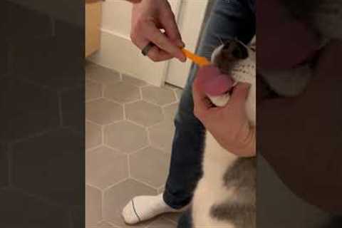 Happy Husky Loves Getting Teeth Cleaning From Dad