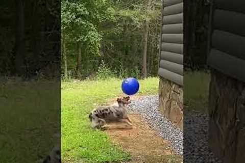 Super Cool Collie Balances Ball on Nose!