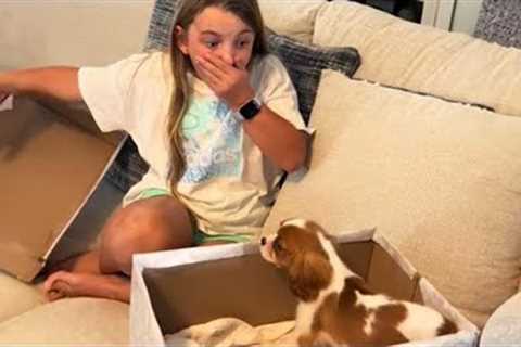 New Puppy Surprise Compilation 2024 🐶 Wholesome Surprise Moments