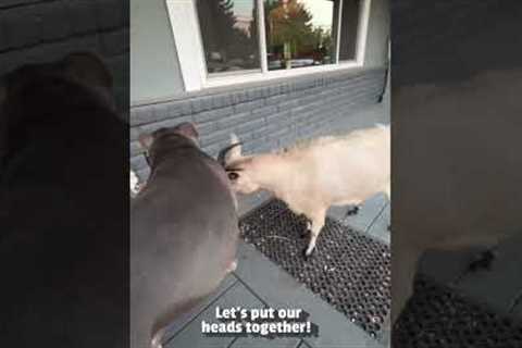 Goat Playfully Headbutt's His Puppy Friend