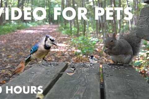 Birds and Squirrels Enjoying a Day in the Forest - 10 Hour Cat TV for Pets and People - Oct 25, 2024