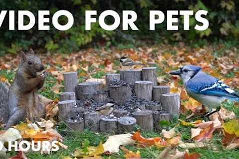 Saturday Morning Cartoons for Pets - Birds and Squirrels in Fall - Cat TV 😺 - Oct 26, 2024