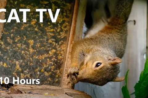 Sunday Morning Brunch for Birds, Squirrels and Chipmunks - Cat TV for Pets to Watch - Oct 27, 2024