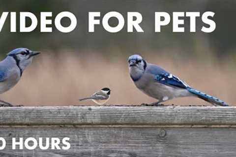 Birds on the Boardwalk and Forest Friends - 10 hour Cat TV for Pets to watch - Oct 29, 2024