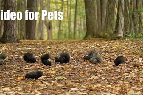 A Scurry of Squirrels in a Beautiful Fall Forest - 10 Hour Cat TV for Pets to Watch - Oct 30, 2024