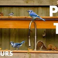 Backyard Birds and Squirrels Cooking Up Some Fun - 10 Hour Cat TV for Pets to Watch - Nov 03, 2024